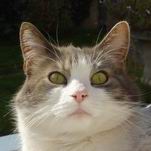 Avatar du membre