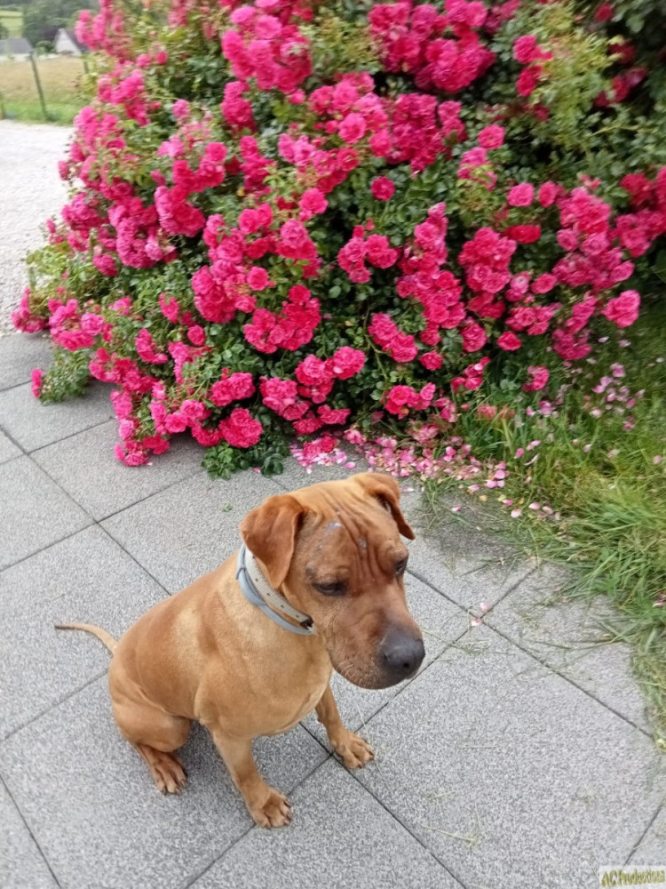 Zeus devant les roses