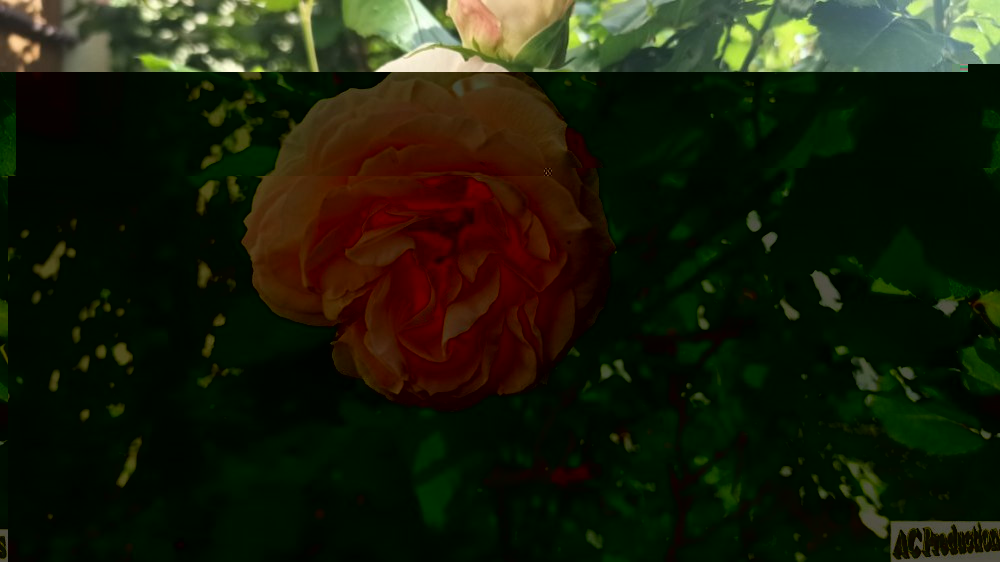 Rose 2.jpg
