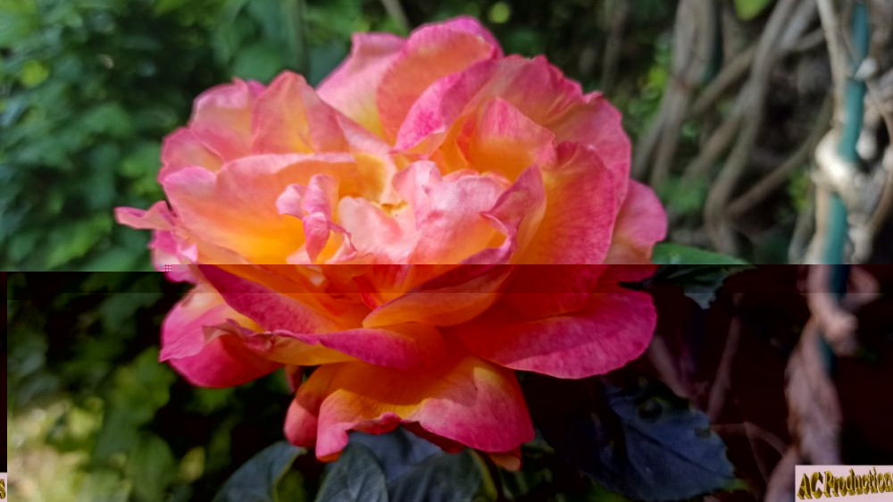 Rose 4.jpg