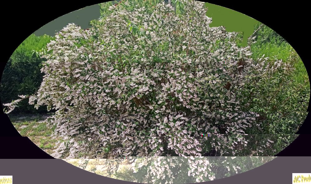 Mon Deutzia (Copy).jpg