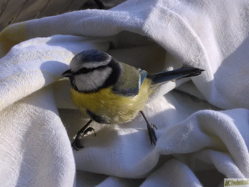 Mésange accidentée